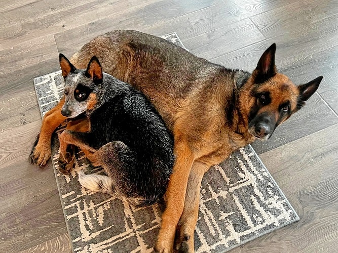 Australian Cattle Dogs good with other dogs