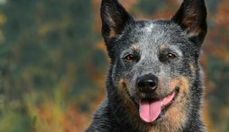 Australian Cattle Dog a good family dog
