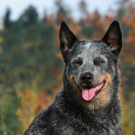 Australian Cattle Dog a good family dog