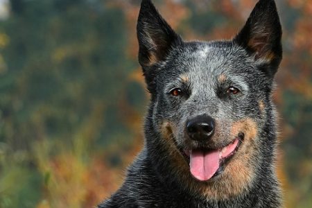 Australian Cattle Dog a good family dog