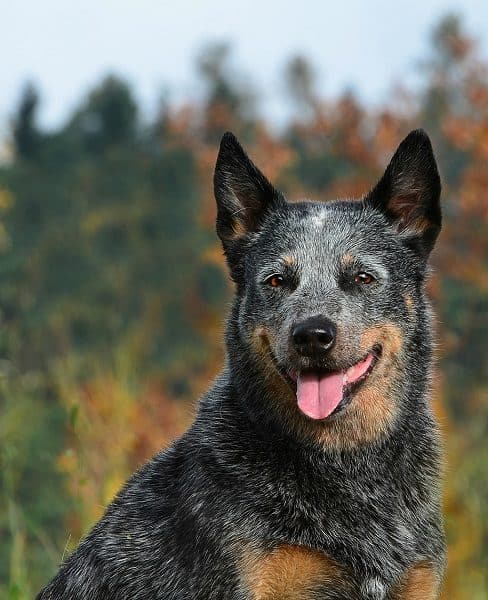 Australian Cattle Dog a good family dog