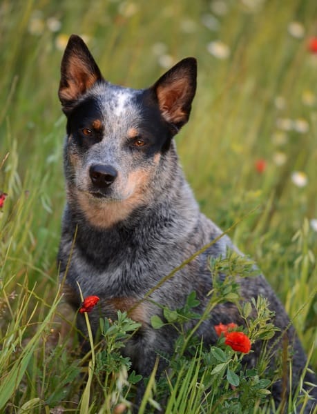 Australian Cattle Dog