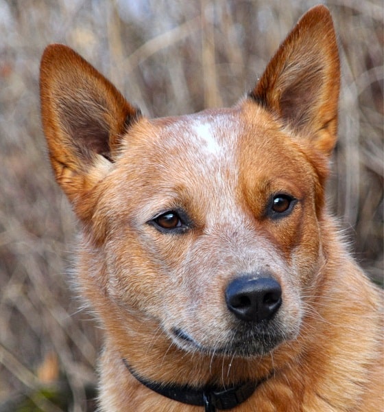 Australian Cattle Dog