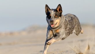 Australian Cattle Dog aggressive
