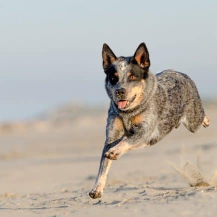 Australian Cattle Dog aggressive
