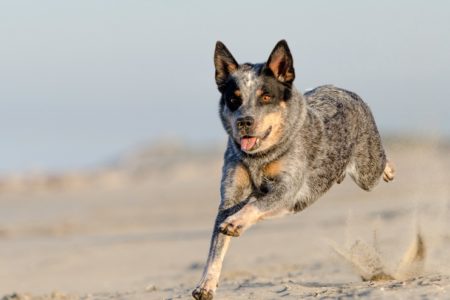 Australian Cattle Dog aggressive