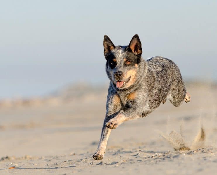 Australian Cattle Dog aggressive