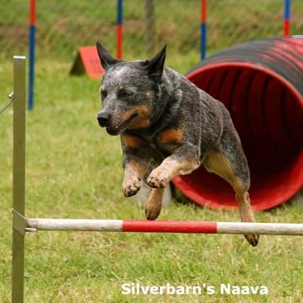 Are Australian Cattle Dogs easy to train