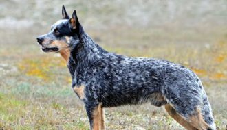 Australian Cattle Dog