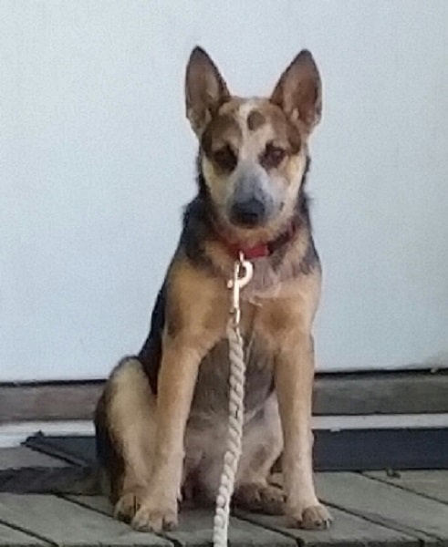 Australian Cattle Dog
