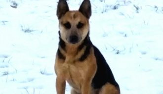 Australian Cattle Dog