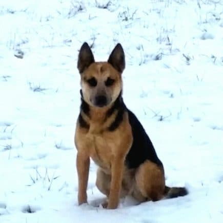Australian Cattle Dog