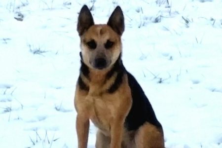 Australian Cattle Dog