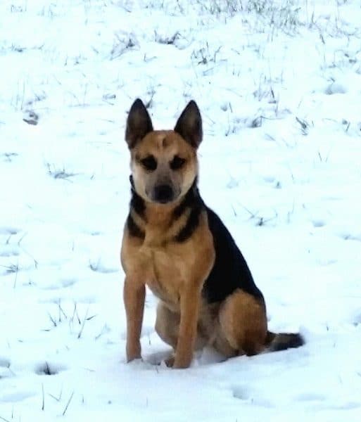 Australian Cattle Dog