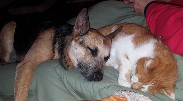 Australian Cattle Dog a good family dog