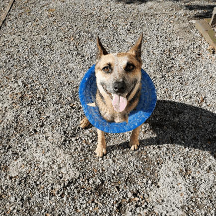 Australian Cattle Dog exercise