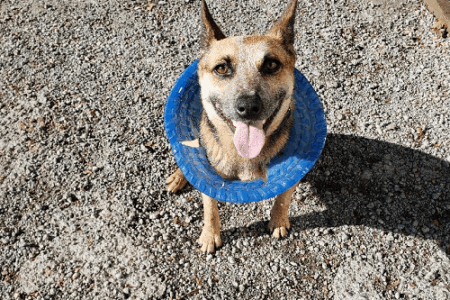 Australian Cattle Dog exercise