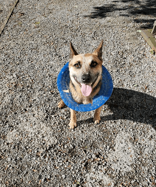 Australian Cattle Dog exercise