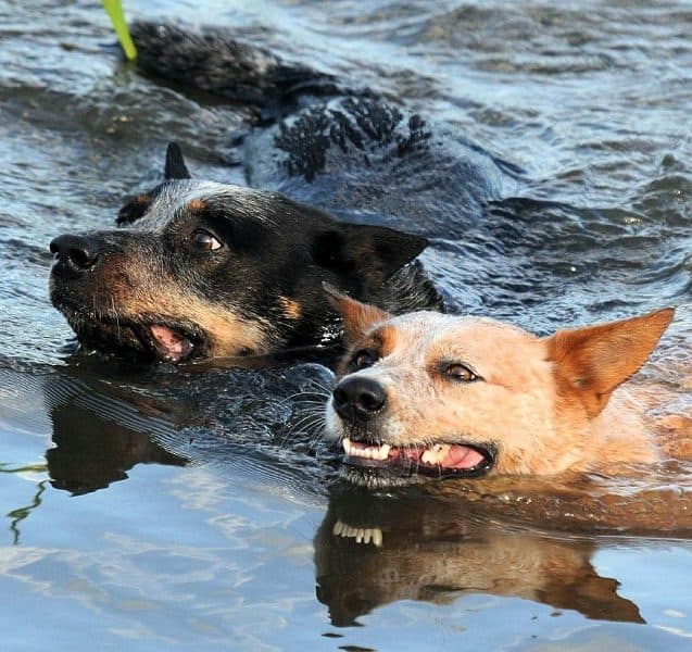 Can Australian Cattle Dogs swim