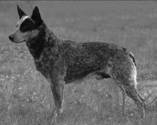 Cattle Dog History