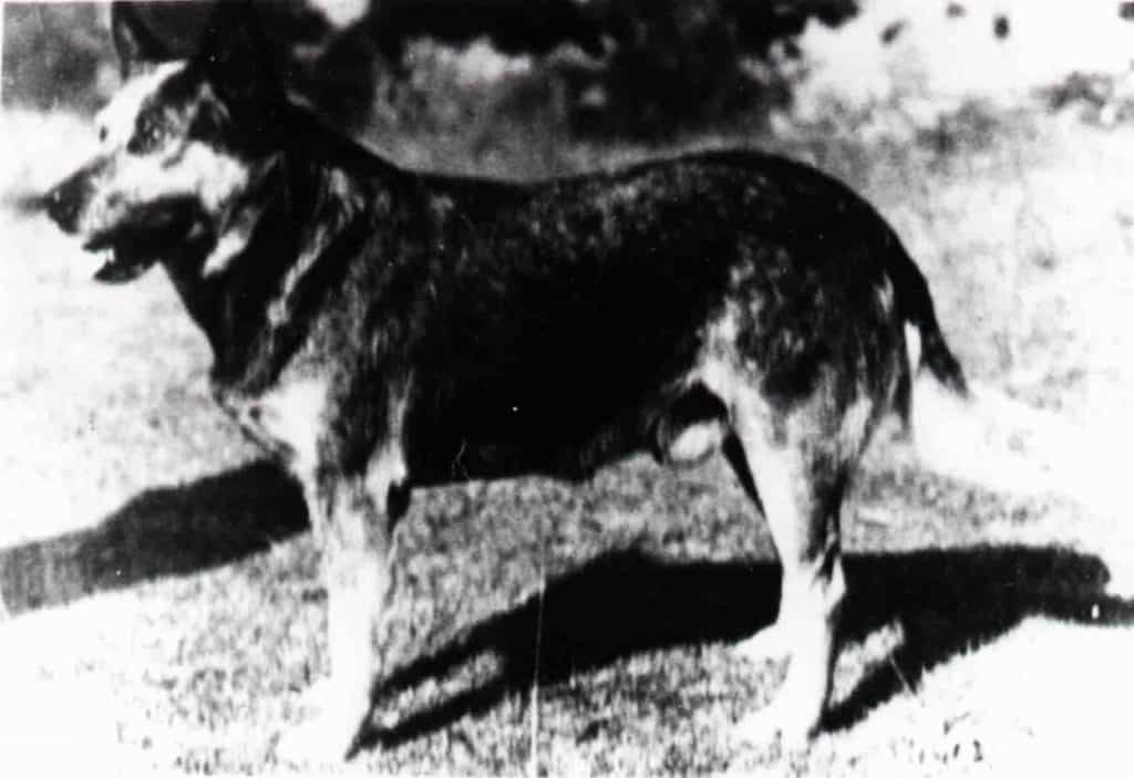 Cattle Dog History