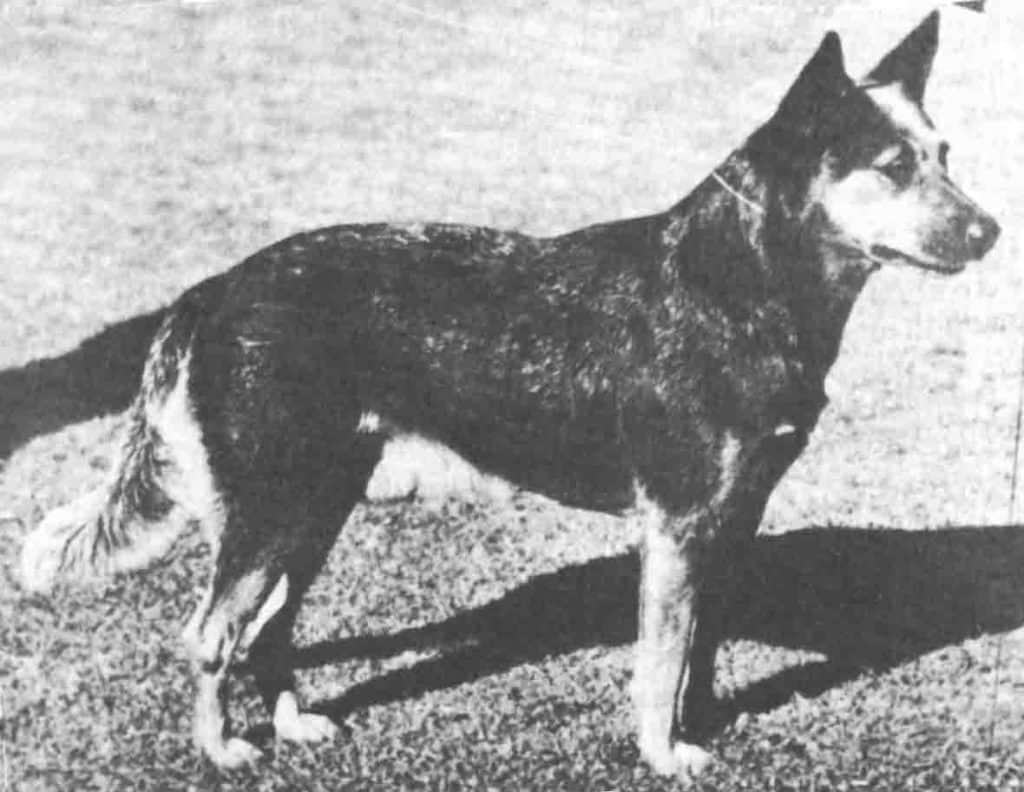 Australian Cattle Dog History