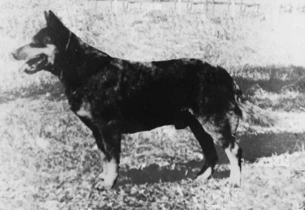 Australian Cattle Dog History
