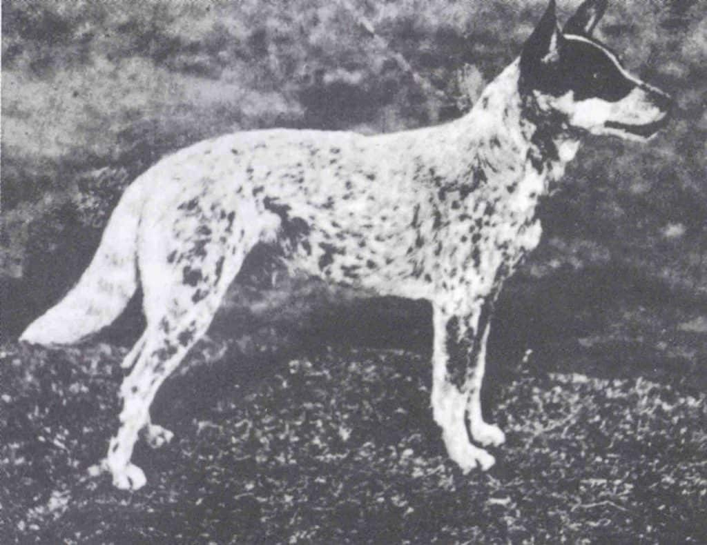 Australian Cattle Dog History