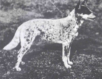 Australian Cattle Dog History