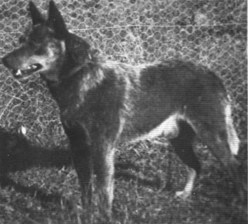 Australian Cattle Dog History