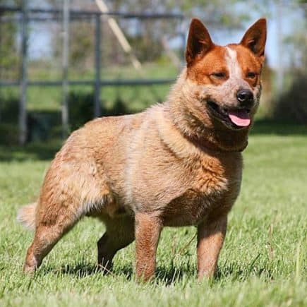 Australian Cattle Dog