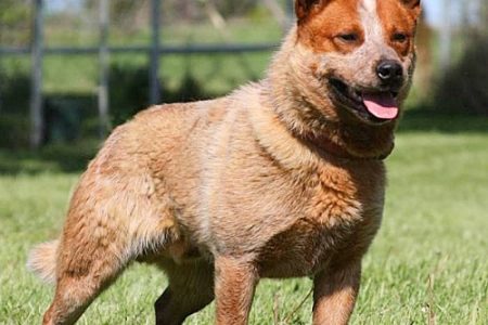 Australian Cattle Dog