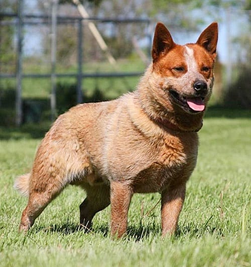 Australian Cattle Dog