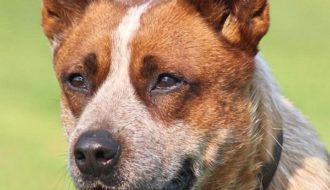What breeds make up the Australian Cattle Dog