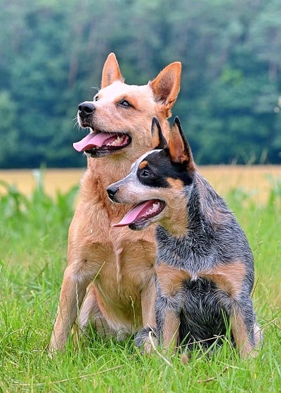 Are Australian Cattle Dogs good with other dogs?