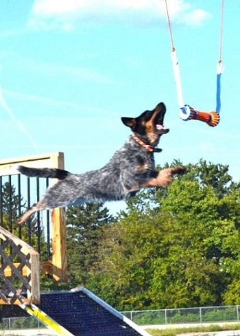 australian cattle dogs swim