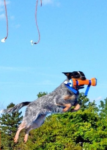australian cattle dogs swim