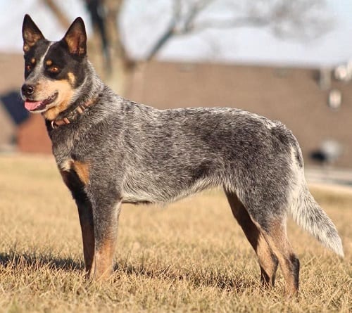 Blue Heeler