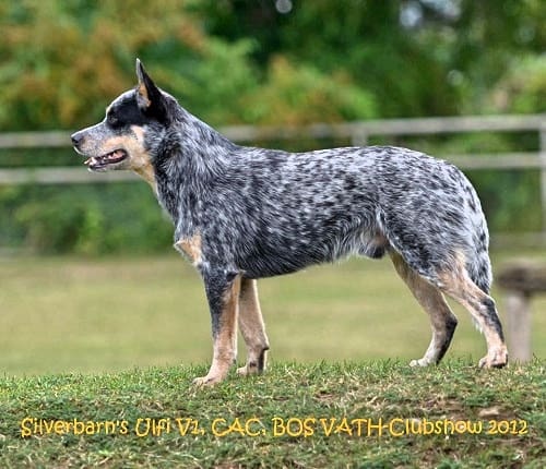 australian cattle dog blue heeler