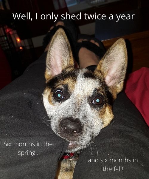 Australian Cattle Dogs Shed