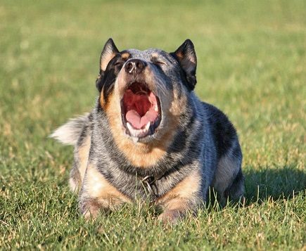 Australian Cattle Dogs Bark