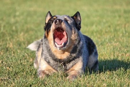 Australian Cattle Dogs Bark