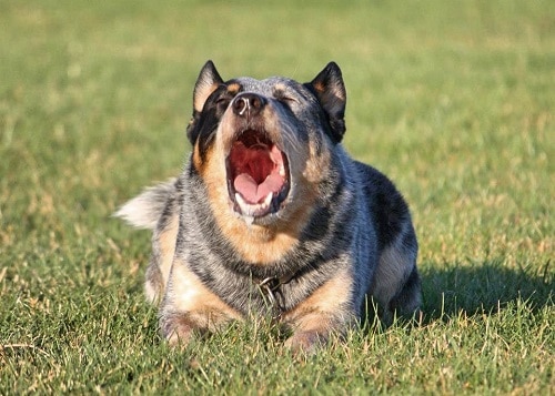 Australian Cattle Dogs Bark