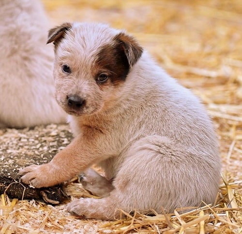 Australian cattle dog puppies