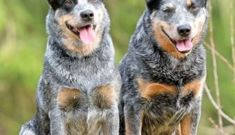 Australian Cattle Dogs Blue Heelers