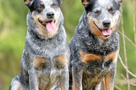 Australian Cattle Dogs Blue Heelers