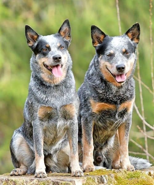 Australian Cattle Dogs Blue Heelers