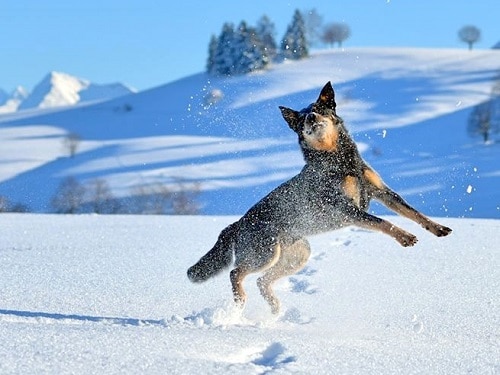Australian Cattle Dogs cold