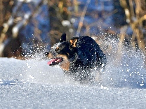 Australian Cattle Dogs snow