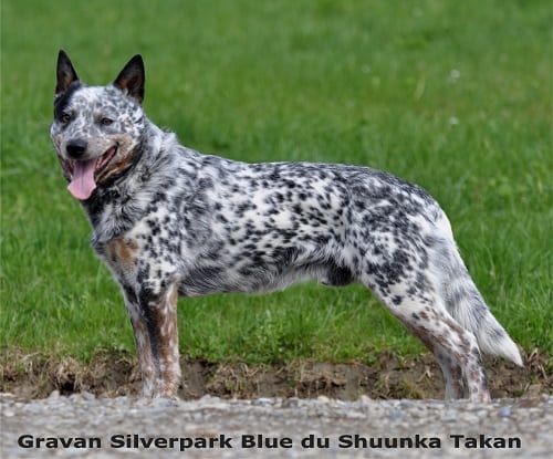 australian cattle dog blue mottle